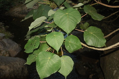 Macaranga indica